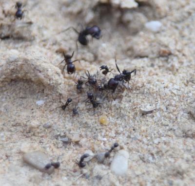 Прикрепленное изображение: IMG_9850.jpg